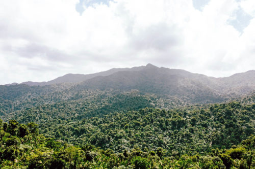 El Yunque Forest